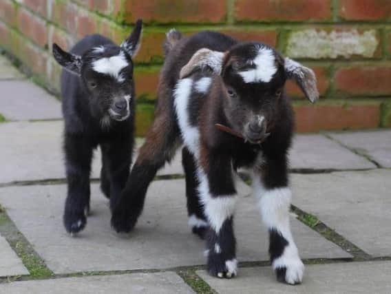 Baby goats at te Tropical Butterfly House