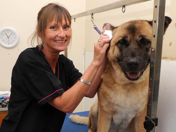 Jane Knowles, of Highfield Vet Centre, London Road, who give free treatments to dogs owned by a homeless people, cleans the ear of a dog.