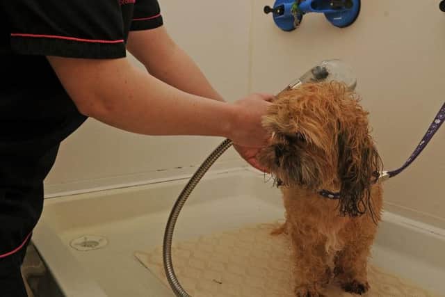 Charlotte Wright, of Highfield Vet Centre, London Road, who give free treatments to dogs owned by a homeless people, gives a dog a shower.