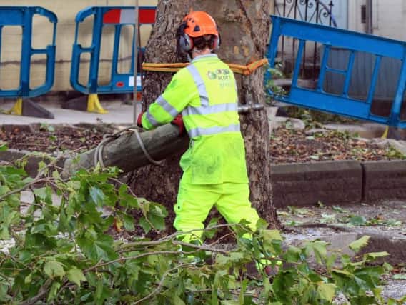 Amey said no tree felling works were scheduled to take place today.