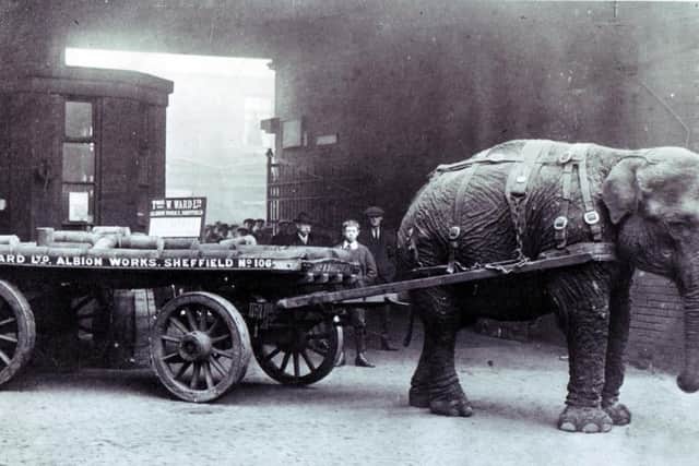 Lizzie the elephant