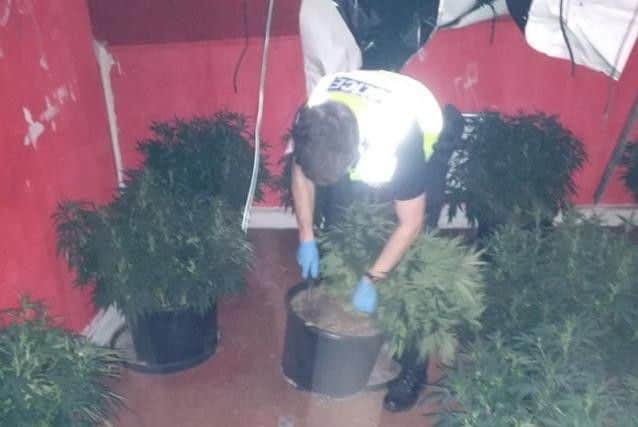 Police officers found a cannabis factory in Page Hall Sheffield, this morning