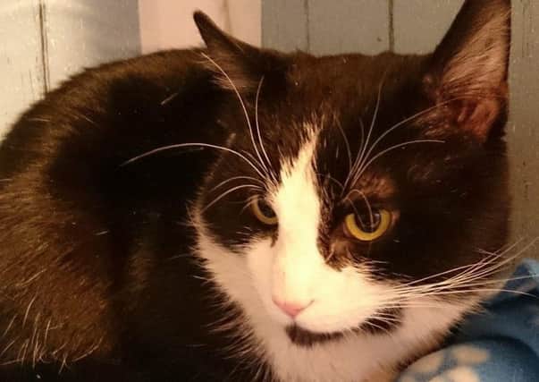 A South Yorkshire animal charity has launched an appeal to raise money to fund veterinary treatment for a poorly cat. Tom is being cared for by Cats Protection Barnsley Branch volunteers and needs vital surgery for an injury to his front leg.