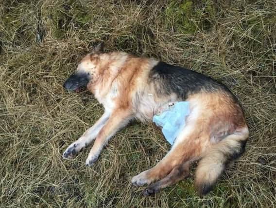 A dog was found dead after being abandoned on the edge of Sheffield