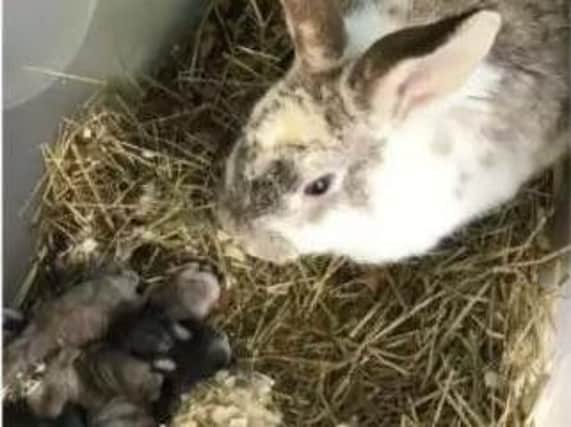 Two dozen rabbits were found dumped in a cardboard box in freezing conditions in Sheffield