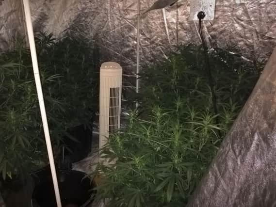 Cannabis plants were seized during a police raid in Southey Green