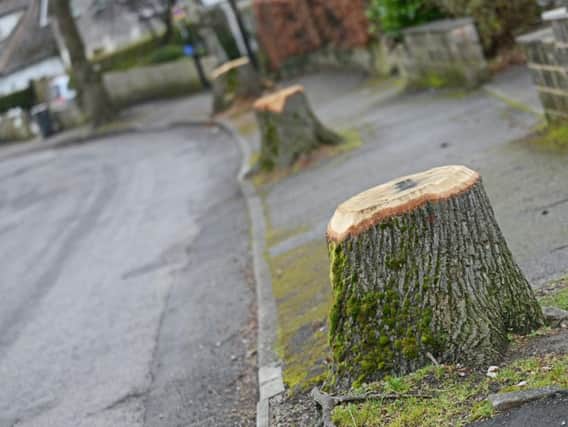 Tree stumps in Chatsworth Road, Dore.