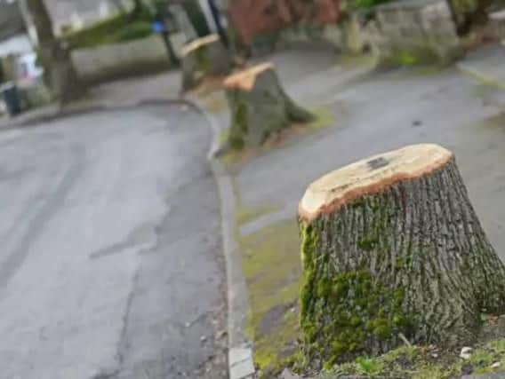 Tree felling in Sheffield.