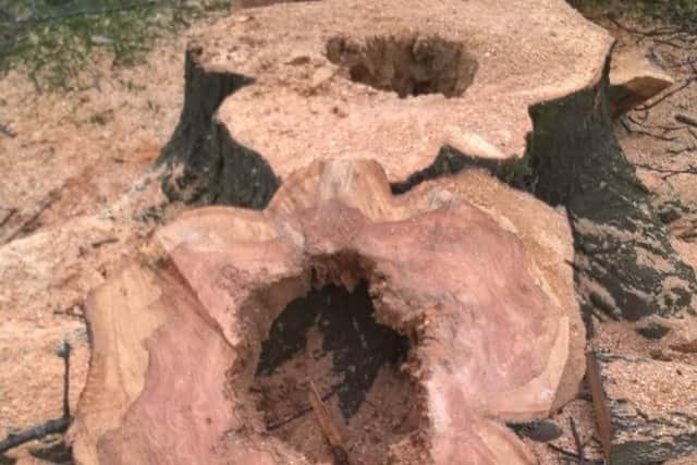 This photo of one of the felled trees shows the internal rot, according to the council, which necessitated its removal (photo: Sheffield Council)