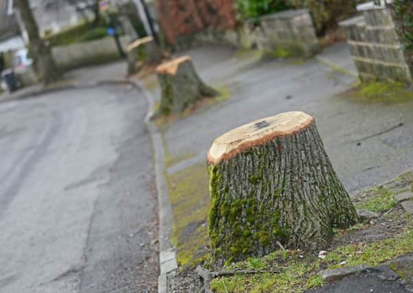 Some of the Lime Trees on Chatsworth Road, that have already been felled. Picture: Marie Caley