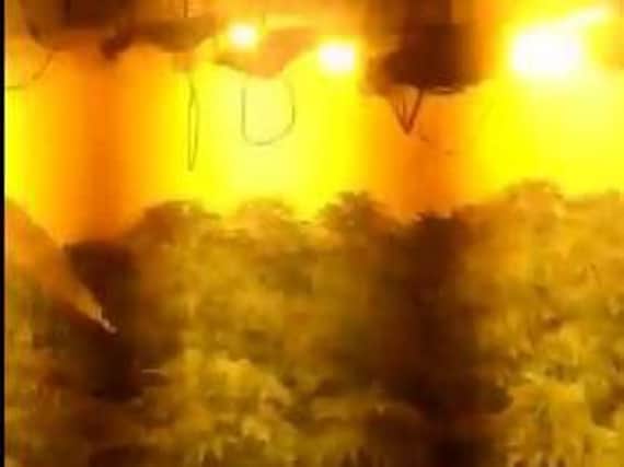 Cannabis plants worth 1.5 million were found in a house in Rotherham today