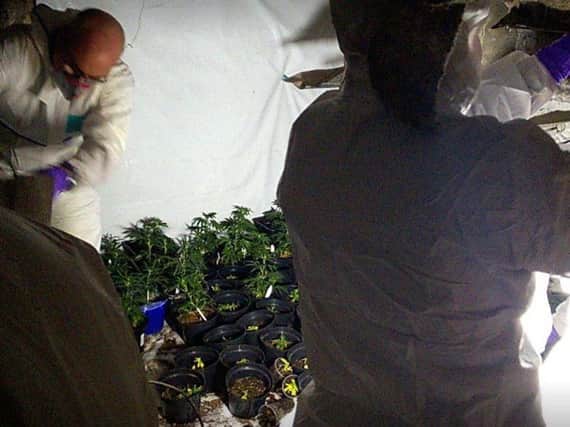 Police officers dismantling a cannabis factory in Tinsley