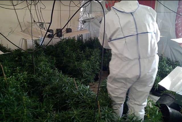 Cannabis plants worth 250,000 were found in a drug den in Tinsley
