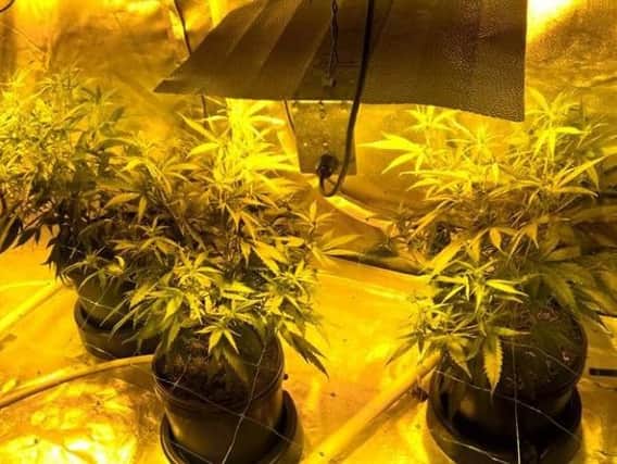 Cannabis plants worth 15,000 were found in a house in Barnsley today