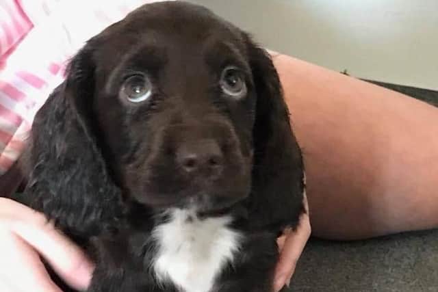 Have you seen Poppy?