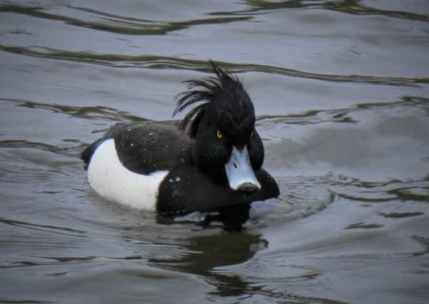 Tufted duck at Graves Park