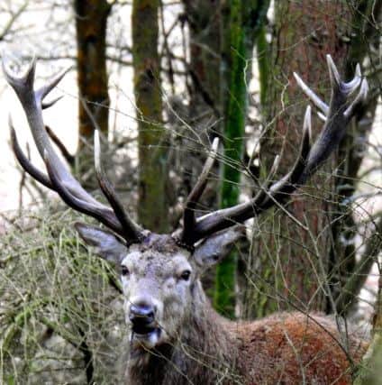 A Red deer stag spotted in the trees taken by Les Cornthwaite.