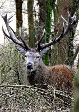A Red deer stag spotted in the trees taken by Les Cornthwaite.