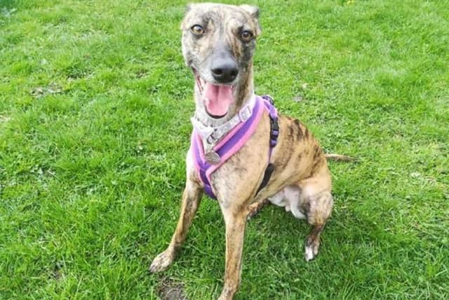 Beautiful whippet Camelia
