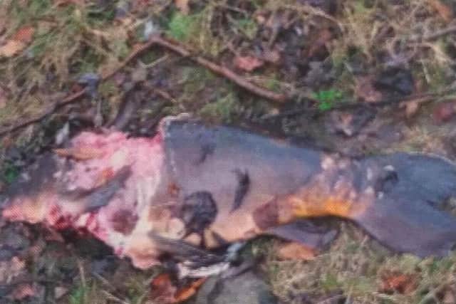 The remains of a fish which Mr Redfern says was killed by an otter at Rother Valley Country Park