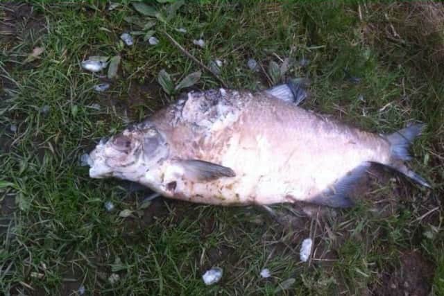 Another fish which Mr Redfern says fell victim to otters at Rother Valley Country Park