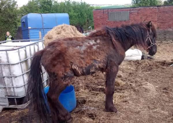 A horse found in Barnsley.