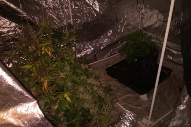 Cannabis plants found in the loft space of one of the addresses