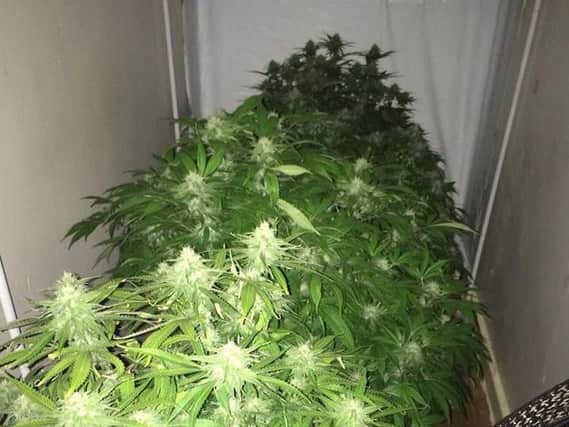 Cannabis plants found during a raid in Manor yesterday (photo: South Yorkshire Police)