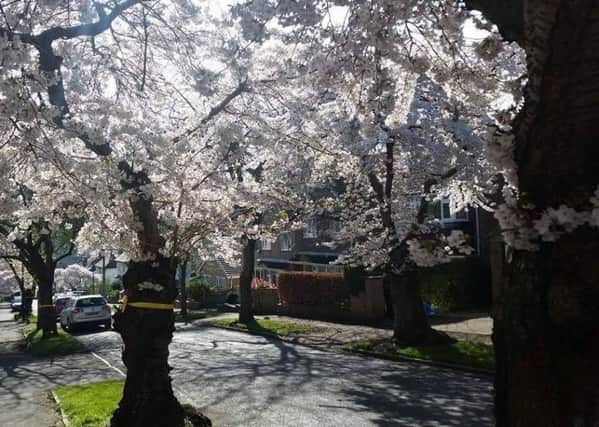 Spectacular blossom trees on Abbeydale Park Rise at Dore,