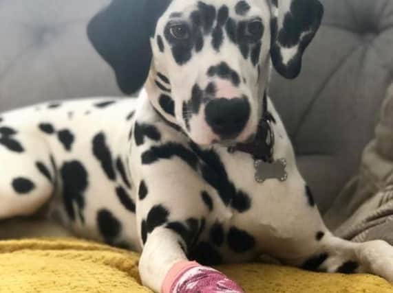 Daisy the Dalmation was injured on a South Yorkshire bridleway