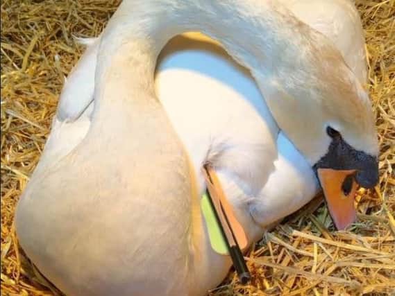 A swan was shot with a crossbow