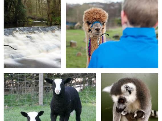 There are a wide variety of places in and around Sheffield which offer fun for all the family, ranging from tranquil nature walks to adrenaline-filled activities (Photo L-R: Johnston Press, Paul David Drabble, TripAdvisor, UGC)
