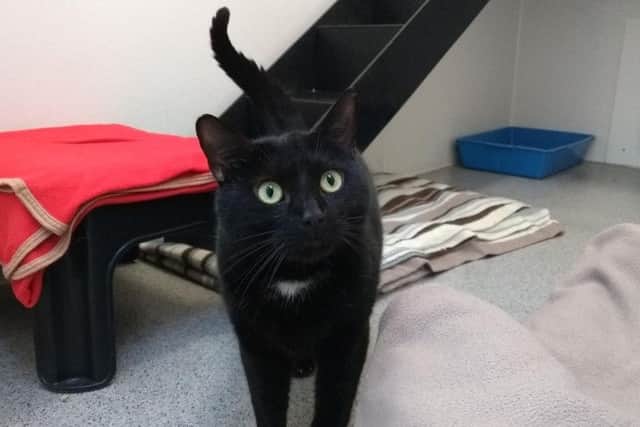 Toastie needs a new home