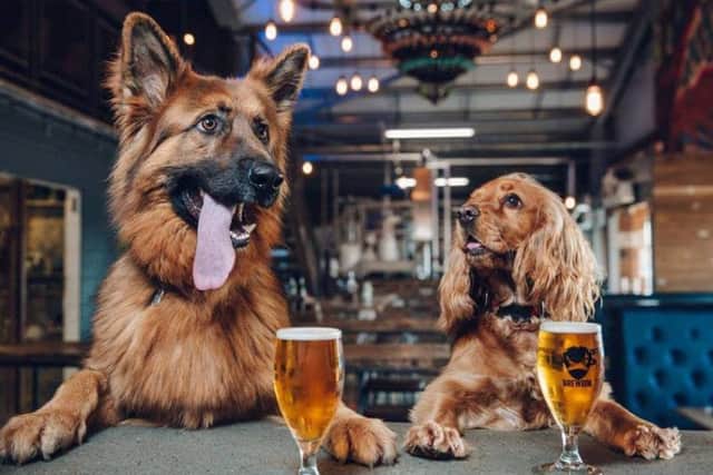 Don't Miss: Enjoy some hair of the dog...with your dog!