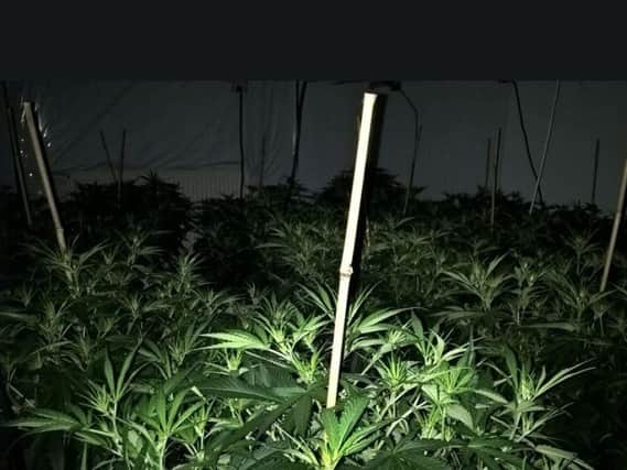 Cannabis plants were found in a house in Meersbrook, Sheffield