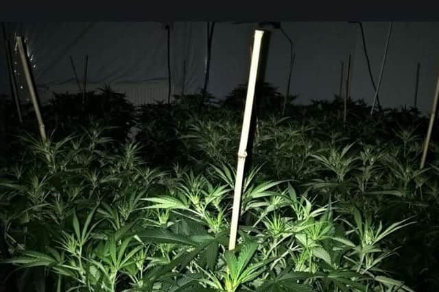 Cannabis plants were found in a house in Meersbrook, Sheffield