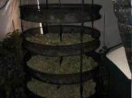 Cannabis was seized during a crackdown on crime in Doncaster