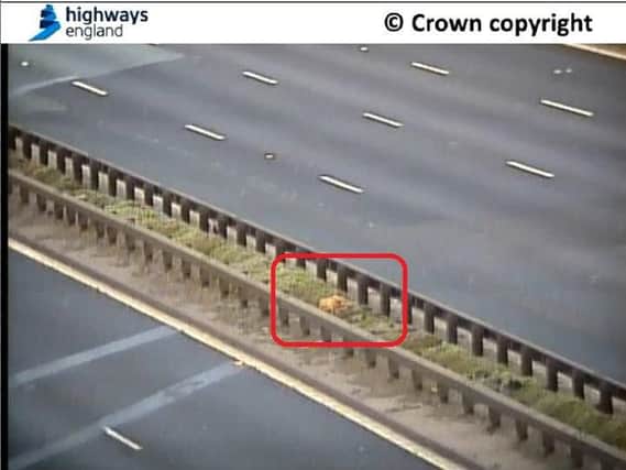 It's not quite a table, but this is a shot from Highways Agency from the time a pig escaped onto a road