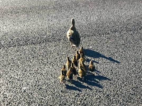 The rescued M18 ducks.