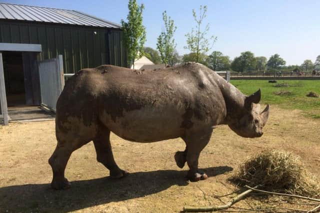 Jasper is able to enjoy the sunshine. Picture: @YorkshireWP