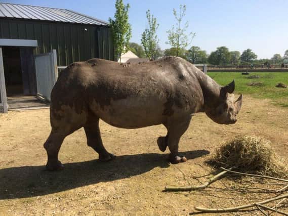 Jasper is able to enjoy the sunshine. Picture: @YorkshireWP