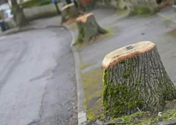 Trees have been felled across Sheffield as part of a road improvement programme