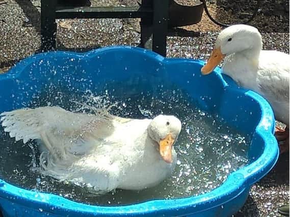 Some of the ducks which survived the incident.