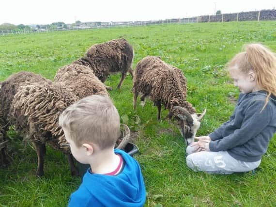 Youngsters feeding sheep at the farm before the attack (pic: Chris Bristow/Greave House Farm Trust)