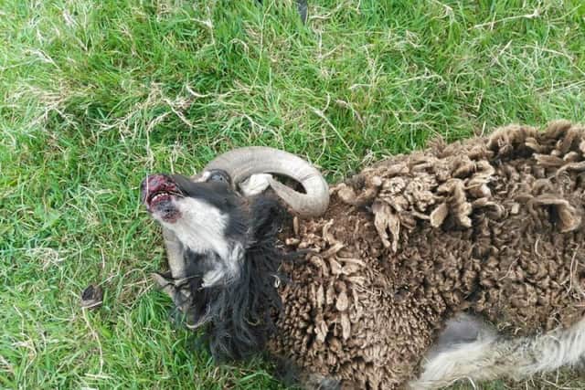 The sheep, called Dandelion, was found dead at the farm yesterday afternoon (pic: Chris Bristow/Greave House Farm Trust)