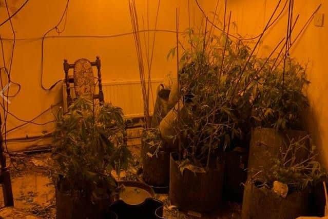 Police officers found cannabis plants and growing equipment in two homes in Edlington, Doncaster