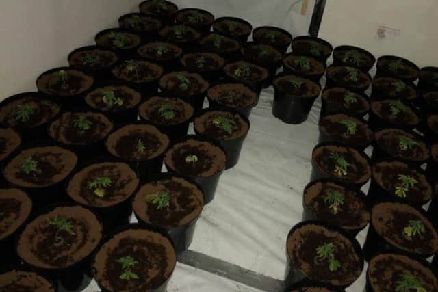 Newly potted cannabis plants found growing in a house in Edlington, Doncaster