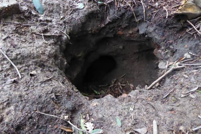 A sett in the Wortley area which has been dug out by badger baiters