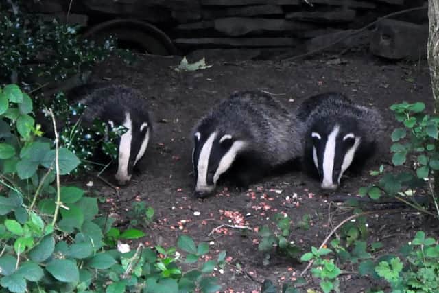 The SYBG help to protect badger setts in South Yorkshire