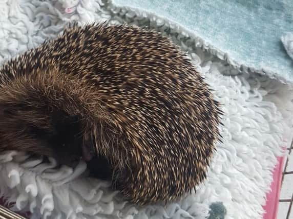 The hedgehog was cared for by veterinary assistant Natalie Wilkinson